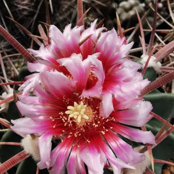 Echinocactus texensis JO 493